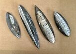 Clearance Lot: to Polished Orthoceras Fossils - Pieces #215291-1